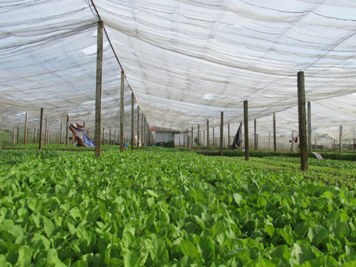 8 nông sản giúp nông dân thu tiền tỷ mỗi năm