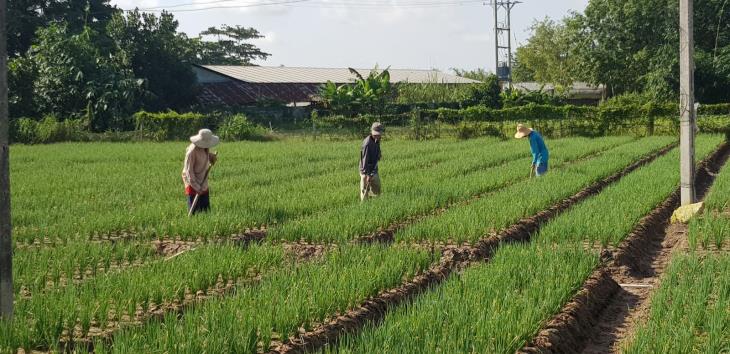 Bài cuối: HTX thiếu vốn, thiếu đất sản xuất